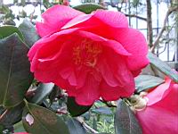 Camellia Japonica cv Drama Girl (fam. Theacees) (Photo F. Mrugala, Lyon, Parc de la tete d'or) (5)